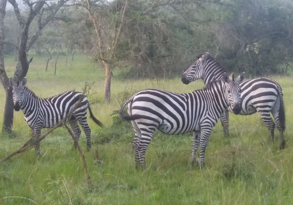 Lake Mburo National Park