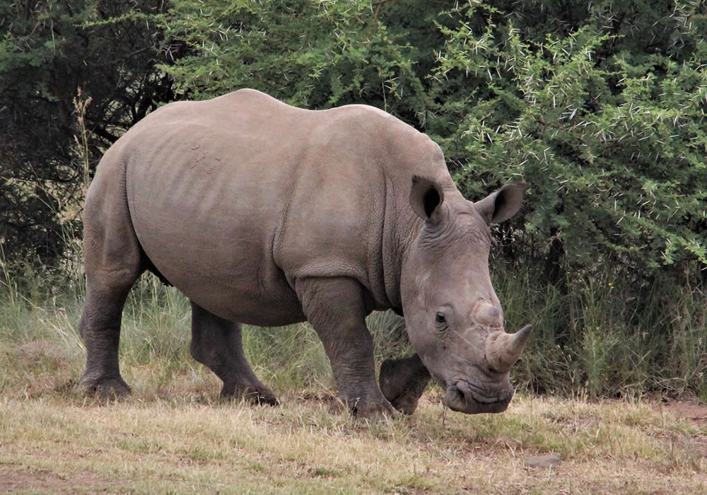Rhino tracking at the Ziwa Rhino Sanctuary