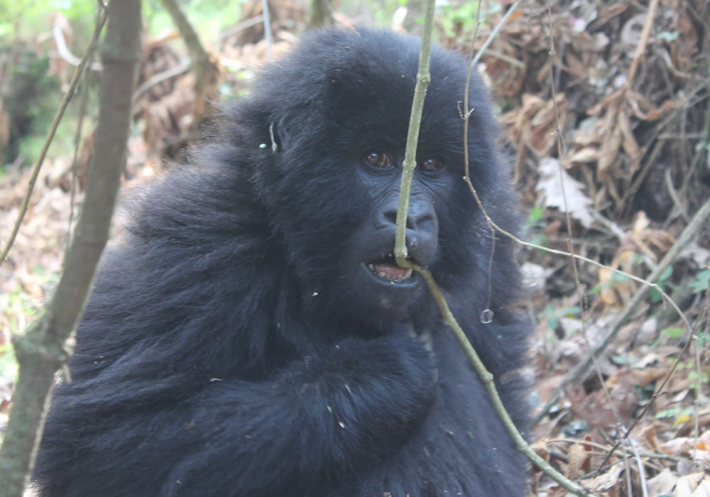 3 Days Rwanda Gorilla Trekking Tour