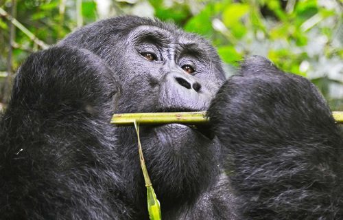 5 Days Rwanda Primate Tracking Safari