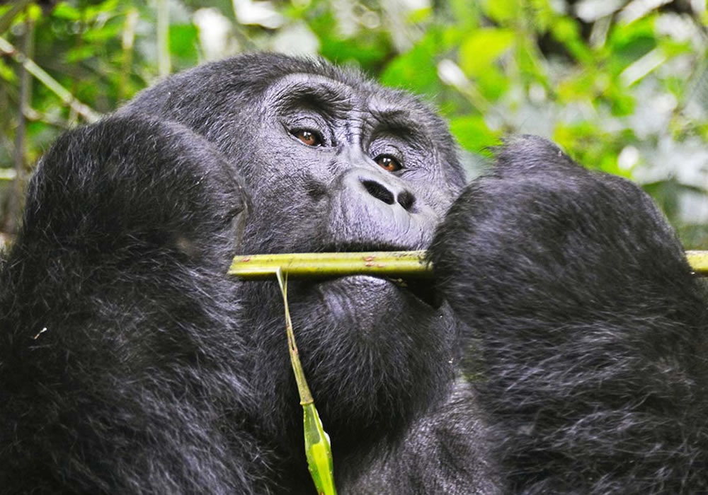 5 Days Rwanda Primate Tracking Safari