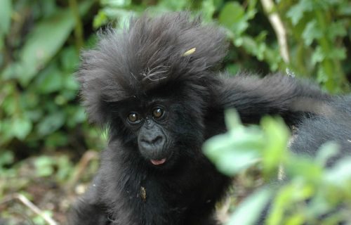 8 Days Wildlife Safari in Uganda