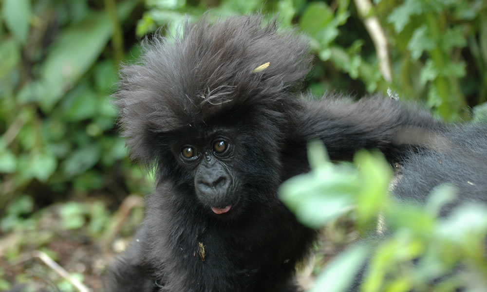 8 Days Wildlife Safari in Uganda