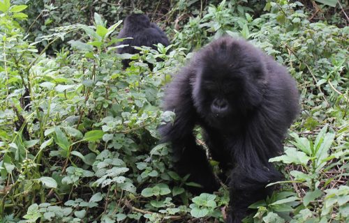 5 Days Double Gorilla Trekking Tour