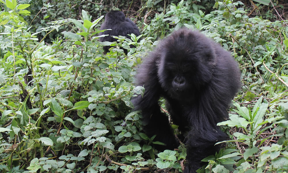 5 Days Double Gorilla Trekking Tour