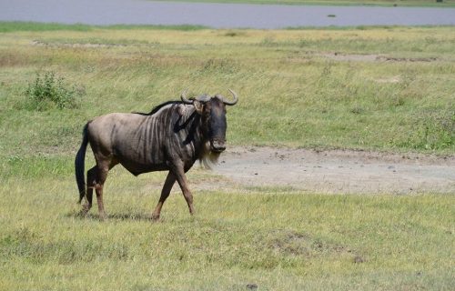 4 Days Kenya Safari to Masai Mara