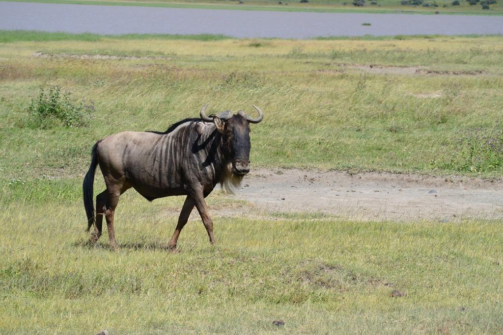 4 Days Kenya Safari to Masai Mara